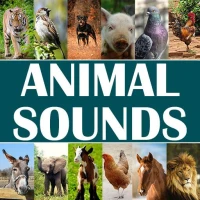 Animal Sounds for Kids